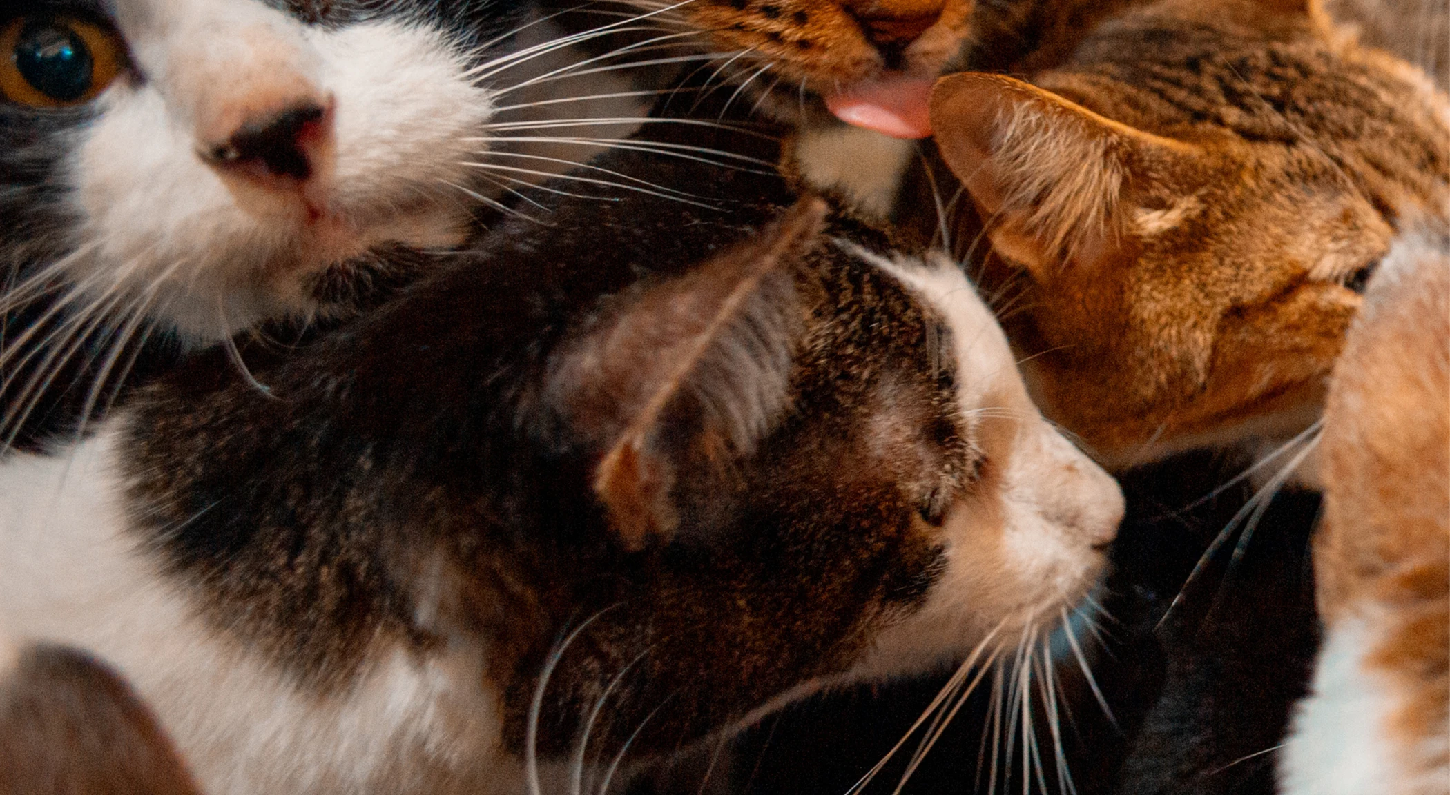 Gatos resgatados amontoados em um abrigo