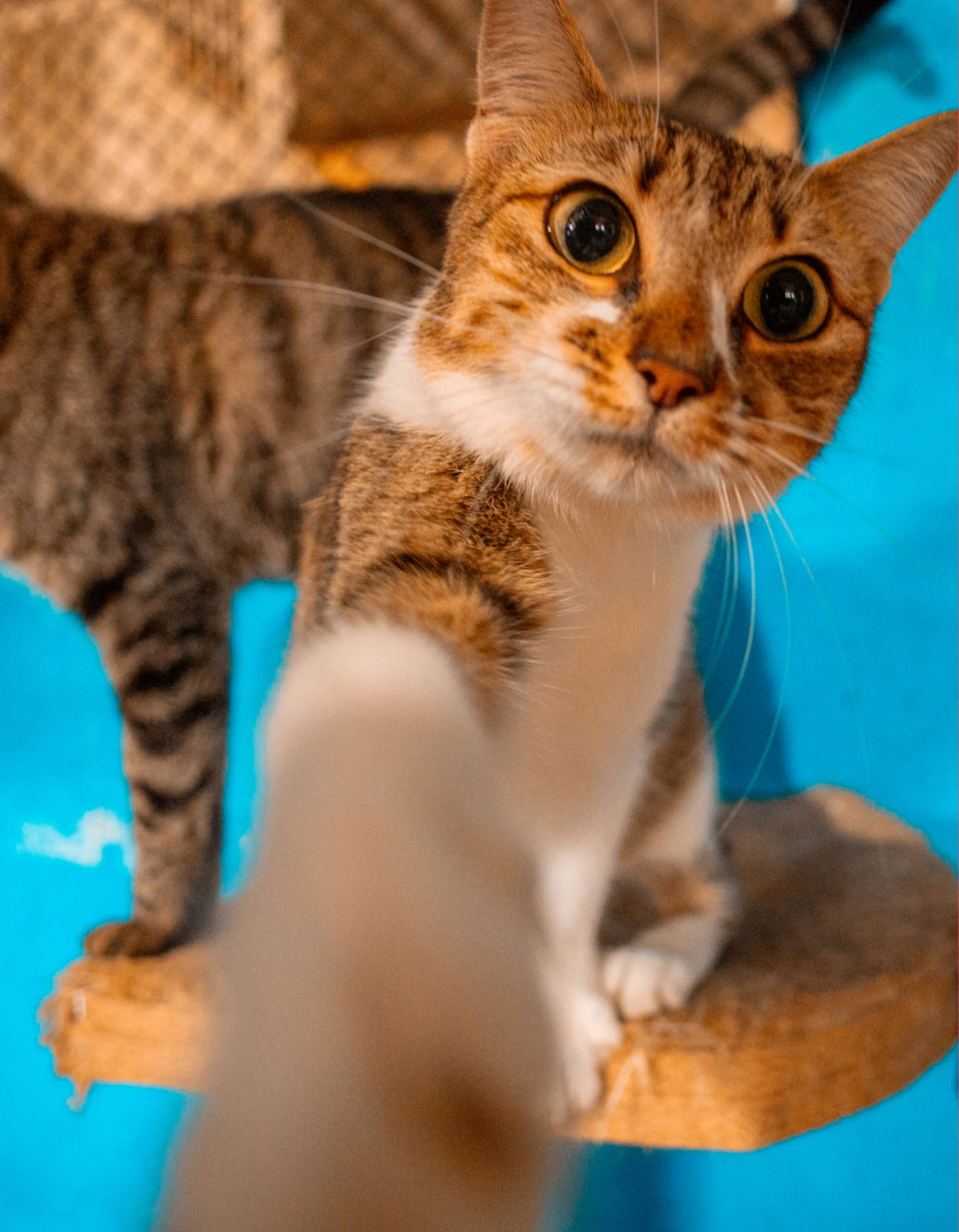 Gato resgatado em um abrigo