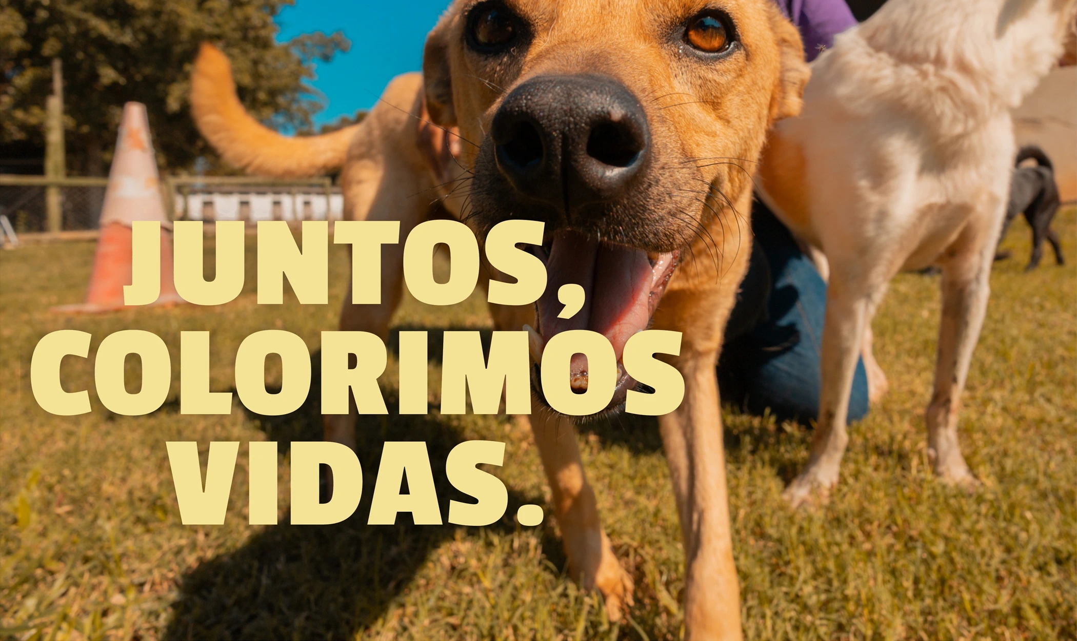 Juntos, colorimos vidas