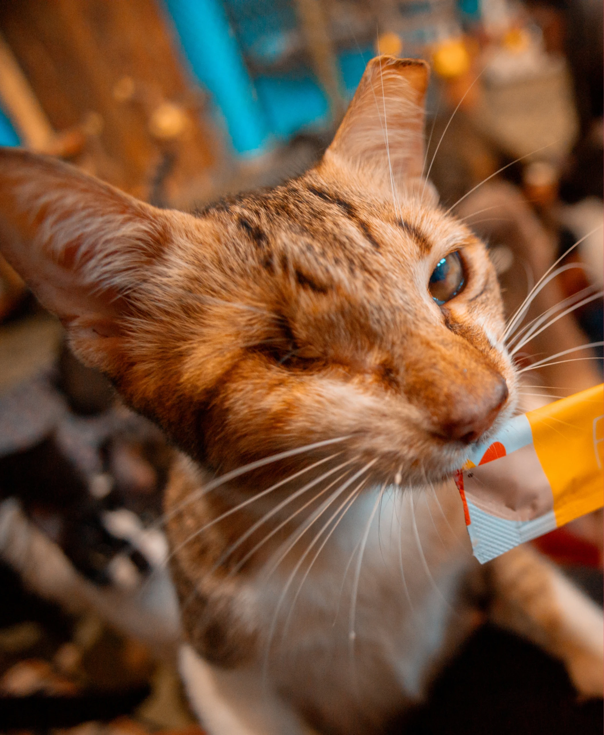 Gato resgatado comendo um sachê Coolors